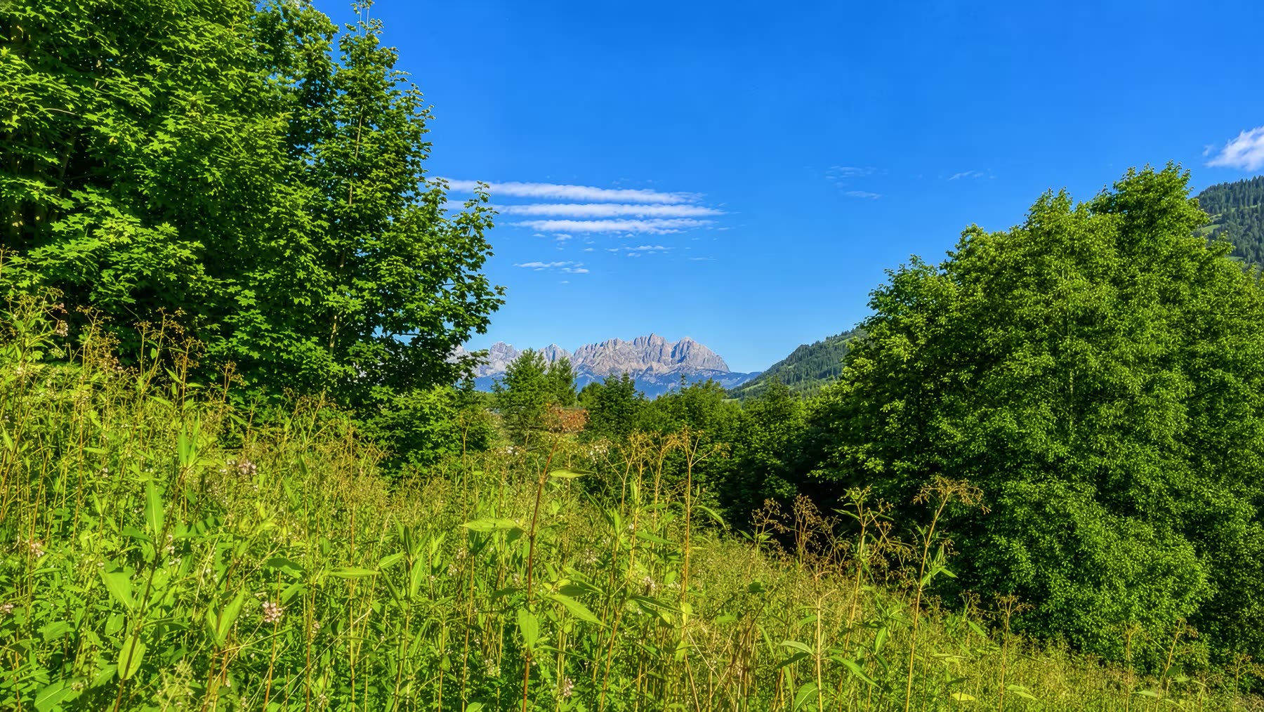 Blick vom Grundstück über Wiesen und Bäume auf das Massiv des Wilden Kaisers